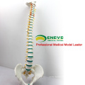 SPINE04 (12375) Medical Science Life Size 29" Tall Medical Skeleton Models Blue Vertebral Column with Pelvis